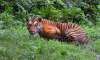 Global surge in wild tigers for the first time in 100 years