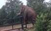Elephant trying to jump off fence.