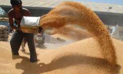 Rains destroy wheat crop in Punjab, Haryana as farmers