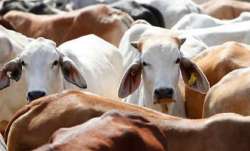 Ten cows die of suffocation at shelter in Chhattisgarh