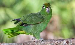 Vastu Tips: Put photo of green parrot in north direction for business growth