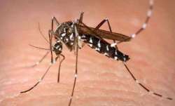 Mosquito 
